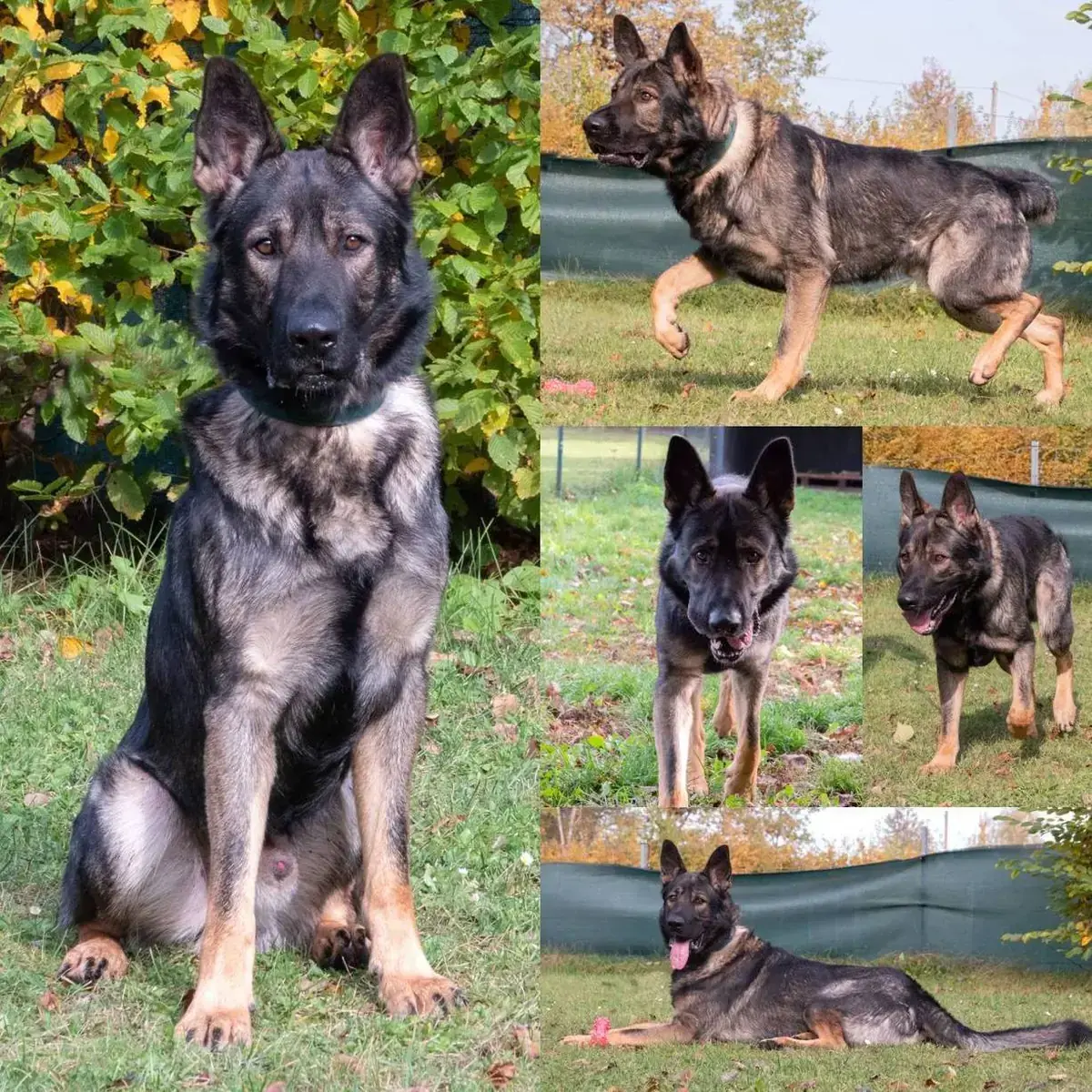 Deutscher Schäferhund Puppy