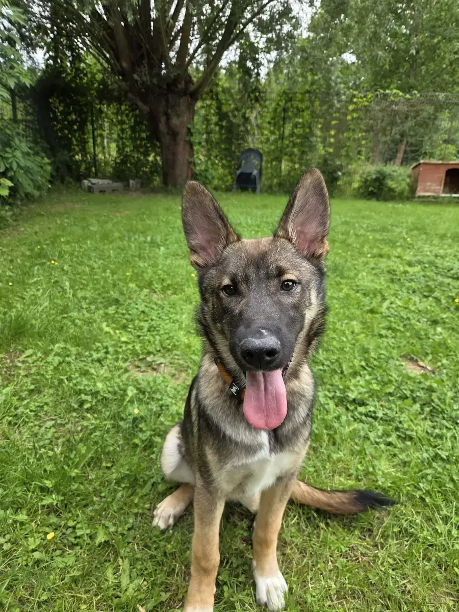 Strolchi - Siberian Husky, Deutscher Schäferhund - Bild 2