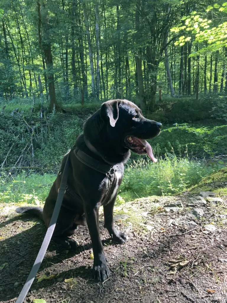 Bobbie -  - Bild 2