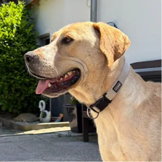 Luca -  - Bild 1