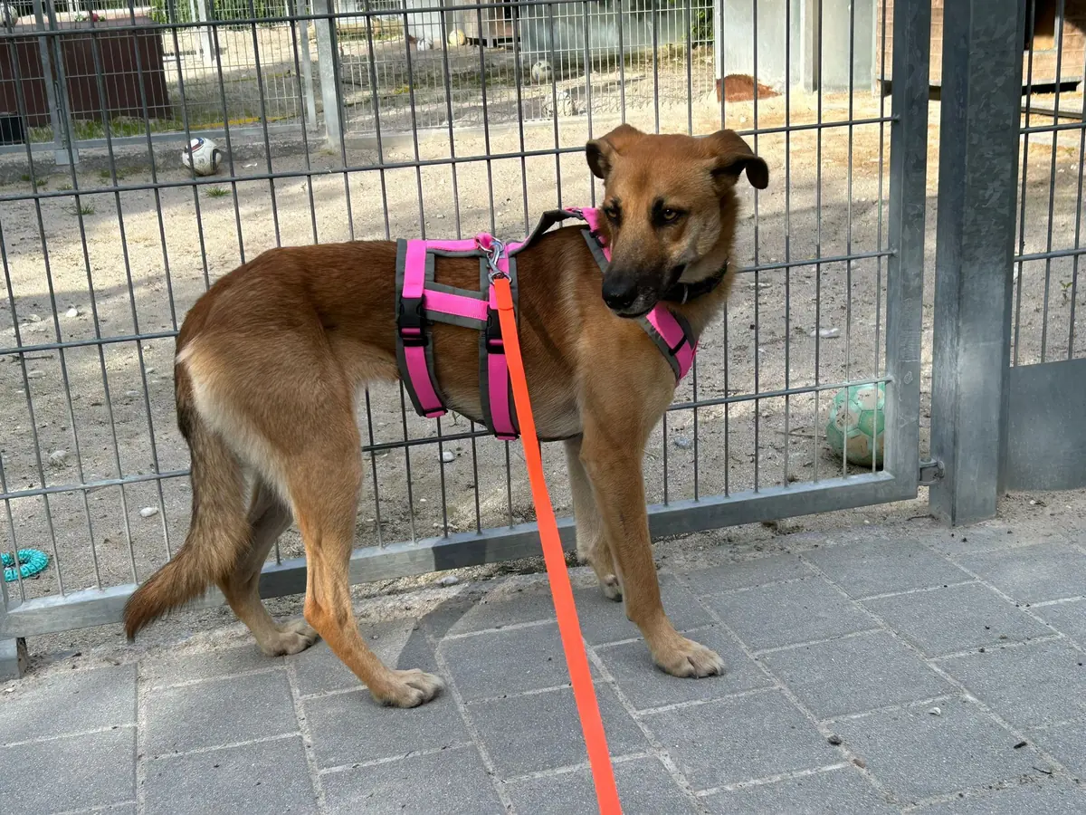 Mina - Deutscher Schäferhund - Bild 4