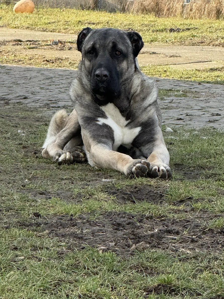 Buddy -  - Bild 4