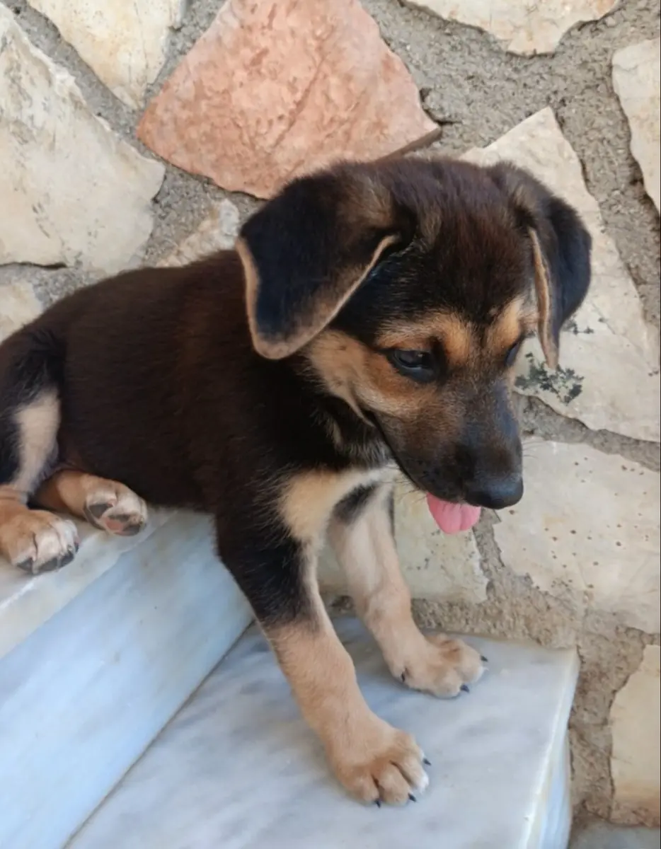 Dora -  - Bild 1