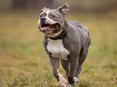 Pummel – American Staffordshire Terrier – Bild 3