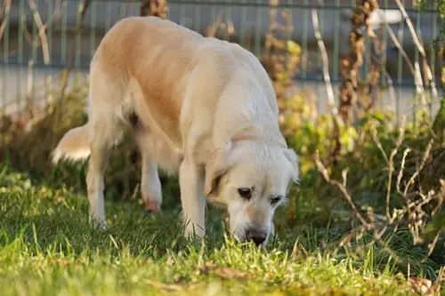 Irma - Golden Retriever - Bild 3