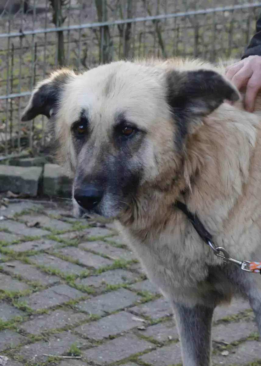 Lola -  - Bild 1