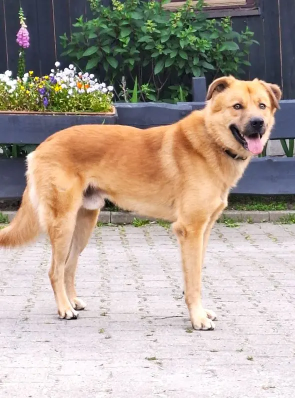 Caramel -  - Bild 1
