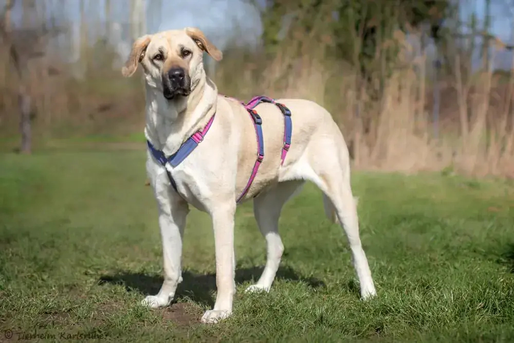Bonnie - Kangal-Hirtenhund - Bild 2