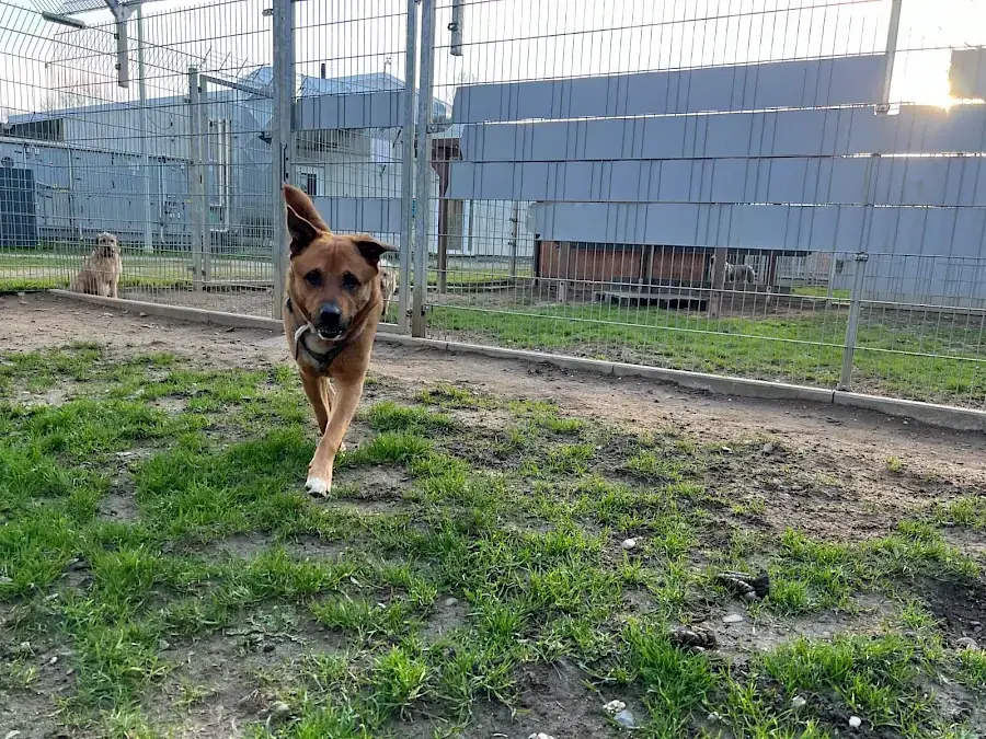 Rollo -  - Bild 7