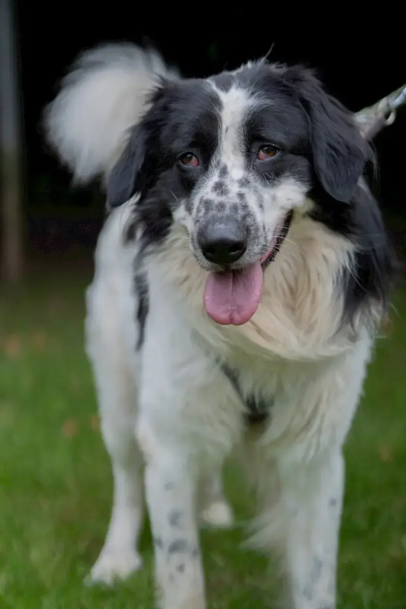 Pongo -  - Bild 15