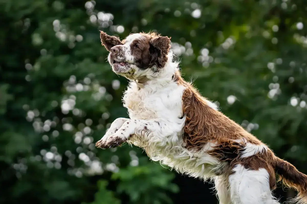 Klaus - English Springer Spaniel - Bild 4