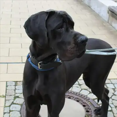 PHANTOM – Hund – Bild 3