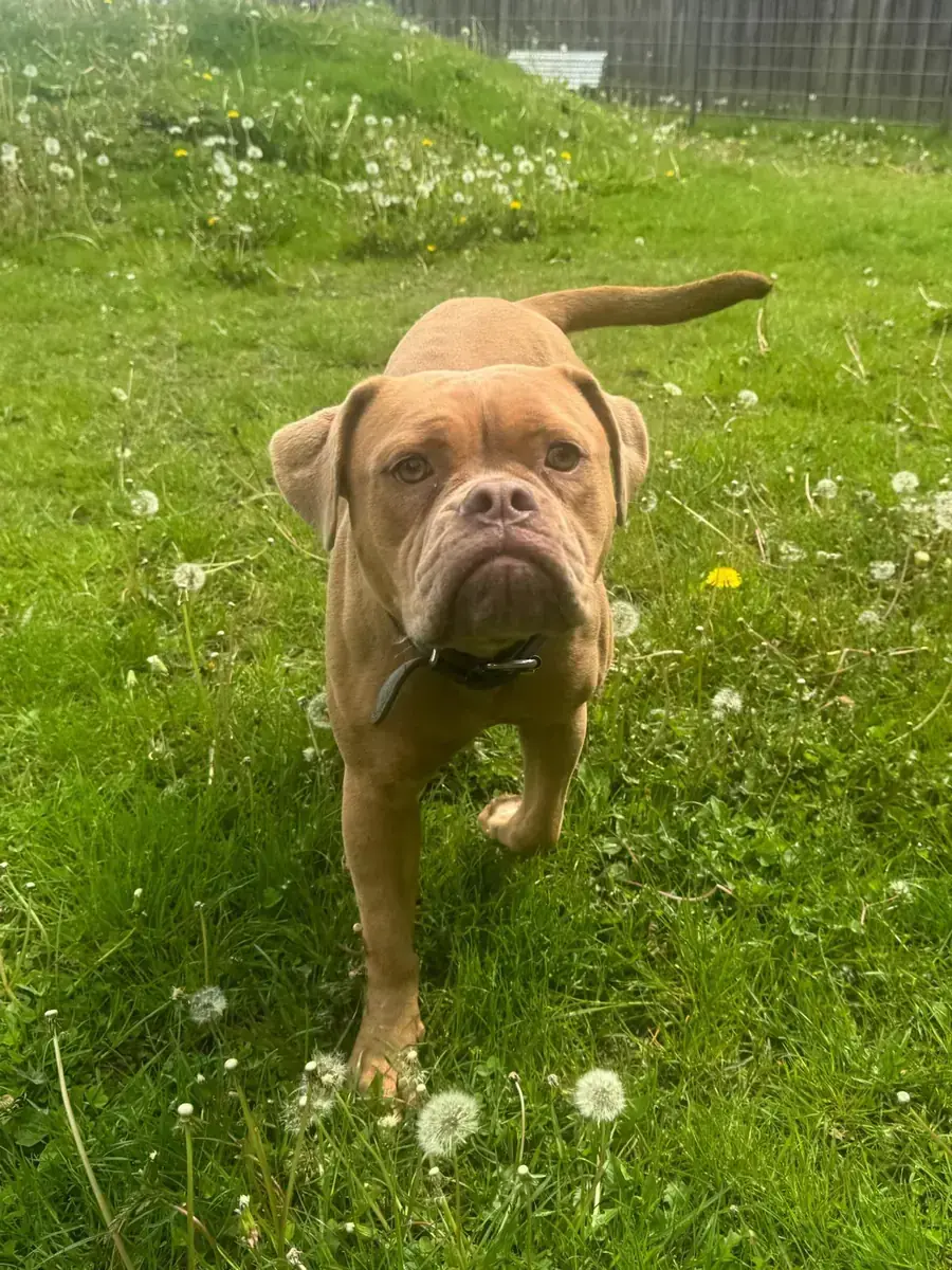 Emmy - Englische Bulldogge - Bild 2