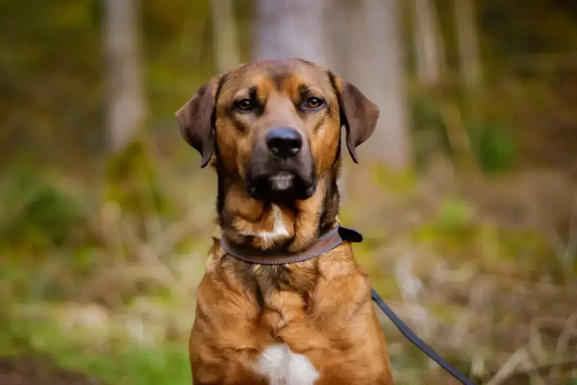 Roko -  - Bild 1
