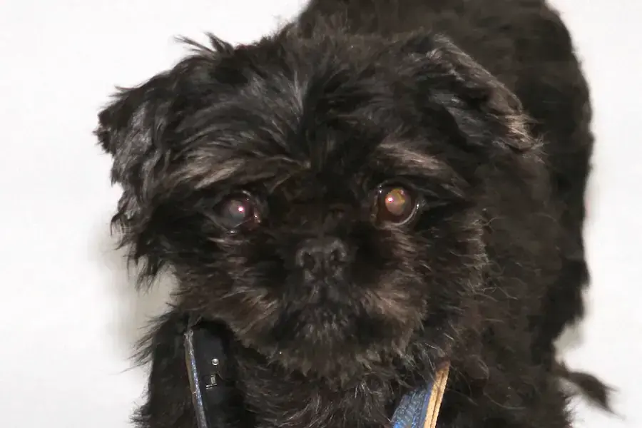 Betty - Shih Tzu - Bild 5