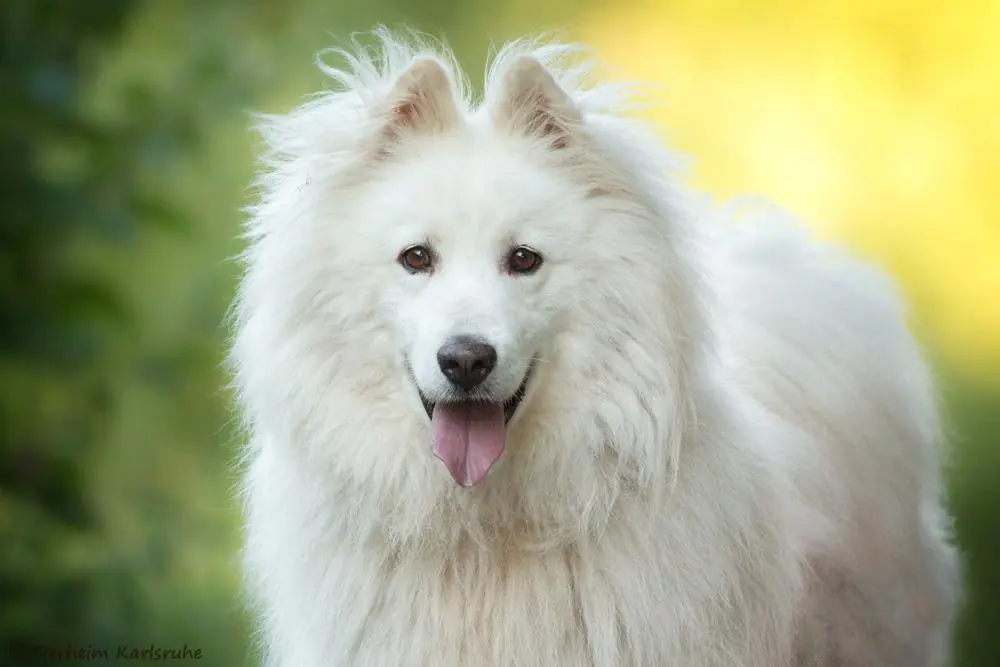 Samu - Samojede - Bild 1