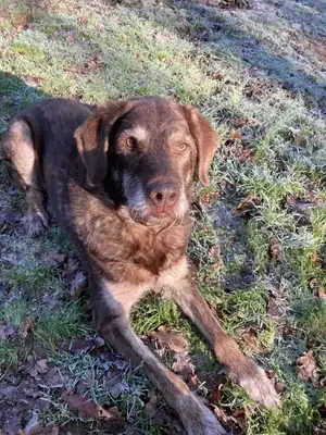 Max – Mischling – Bild 10