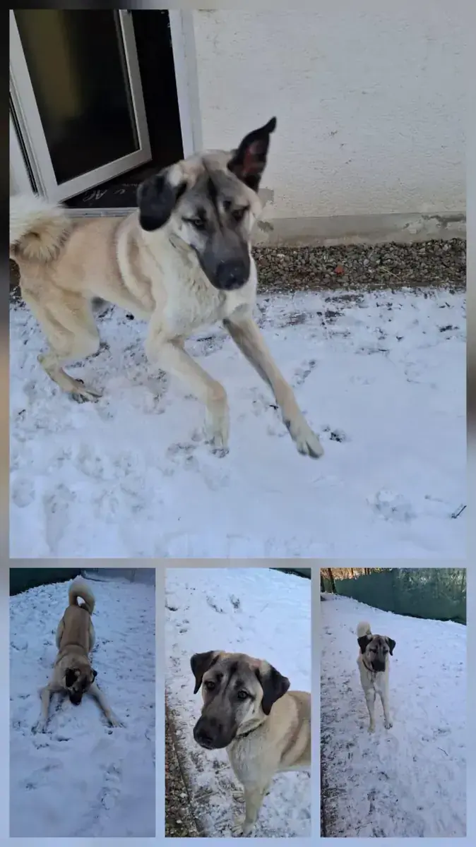 Matilda - Kangal-Hirtenhund - Bild 5
