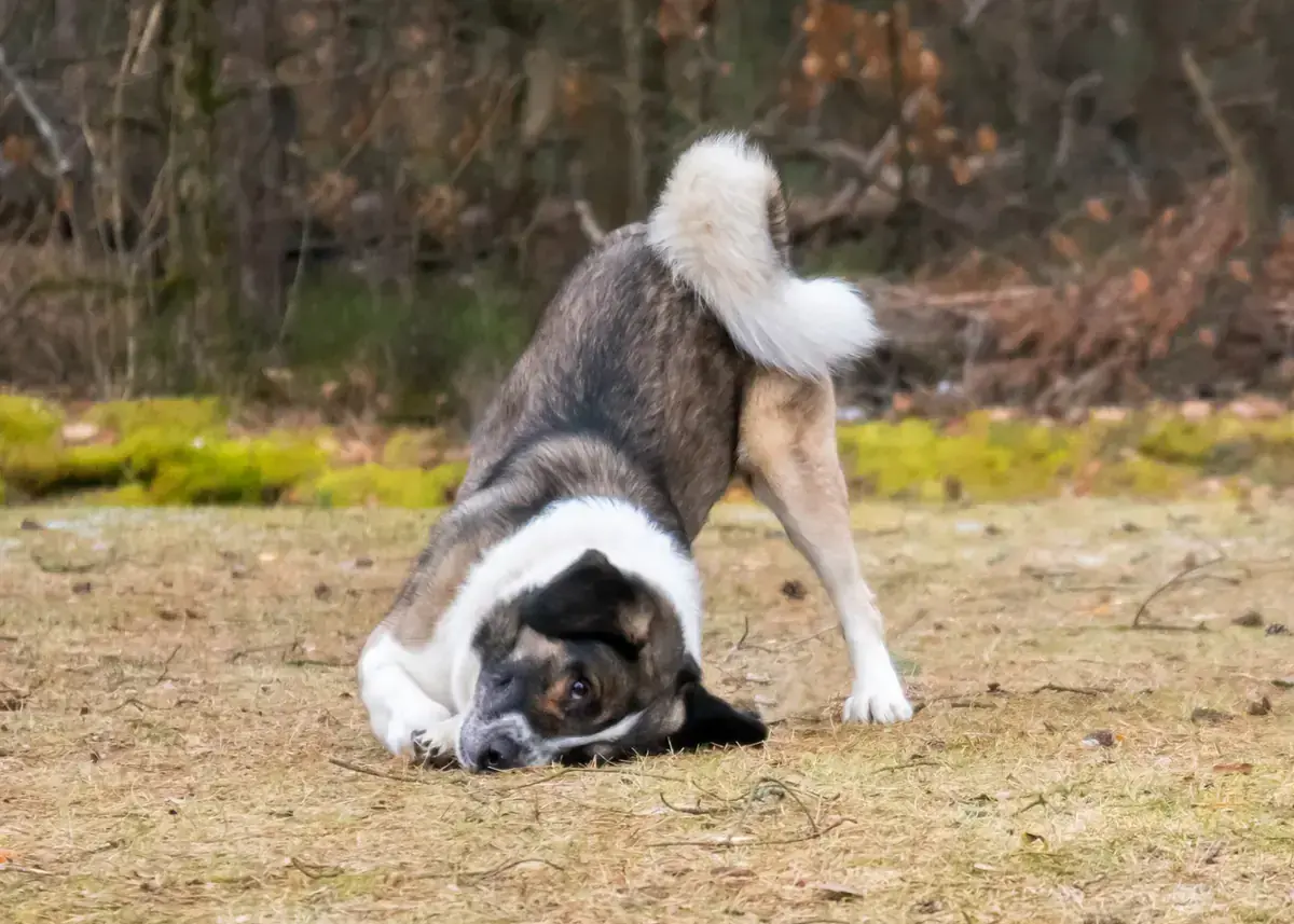 Kalle -  - Bild 2