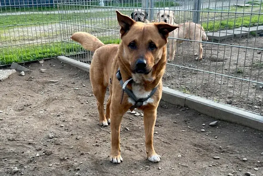 Rollo -  - Bild 1