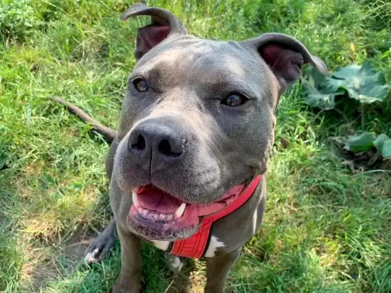 Jette - American Staffordshire Terrier - Bild 2