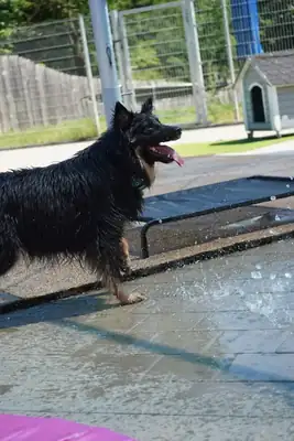 Kiki – Hund – Bild 6