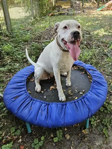 Margo - Dogo Argentino - Bild 3
