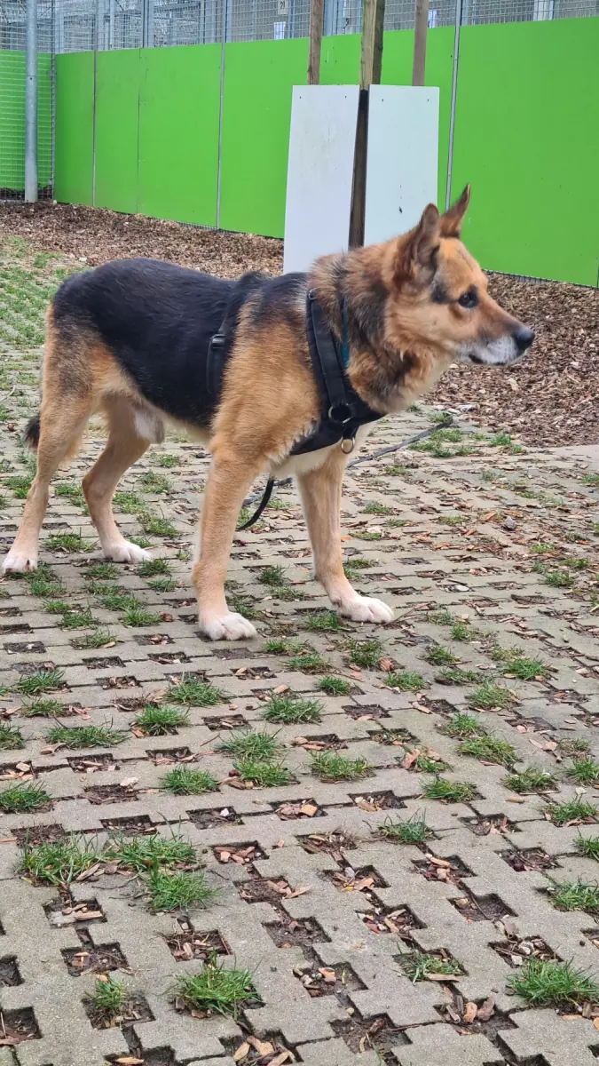 Leevi -  - Bild 14