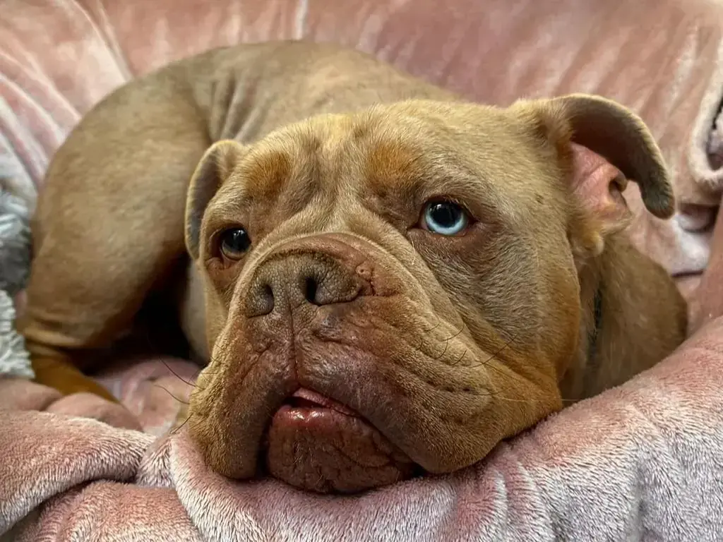 Aramis - Englische Bulldogge - Bild 2