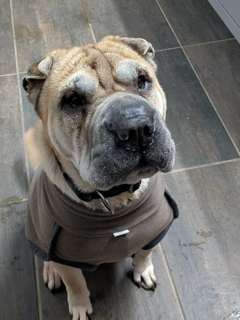 Choko - Shar-Pei - Bild 3