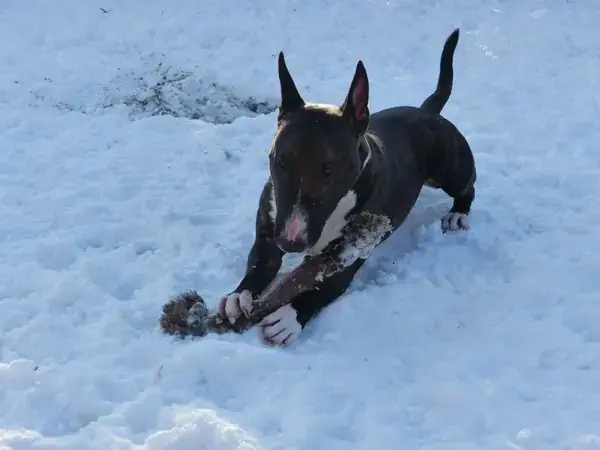 Adonis -  - Bild 6