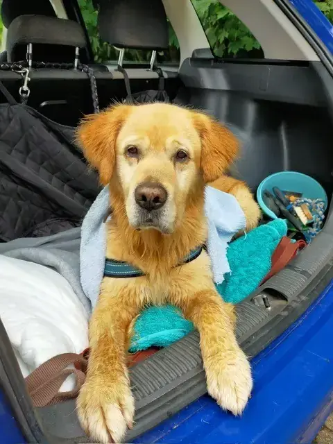 Lord - Golden Retriever - Bild 2