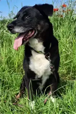 Sammy – Border Collie – Bild 5