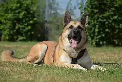 Buddy – Deutscher Schäferhund, Kangal-Hirtenhund, Zentralasiatischer Owtscharka, Thai Ridgeback, Do Khyi – Bild 2