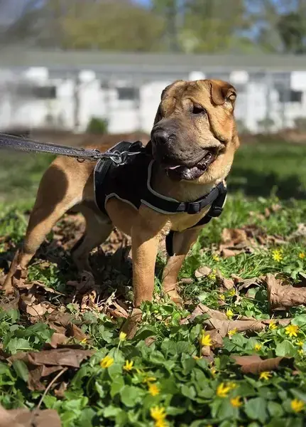 Camillo - Shar-Pei - Bild 6