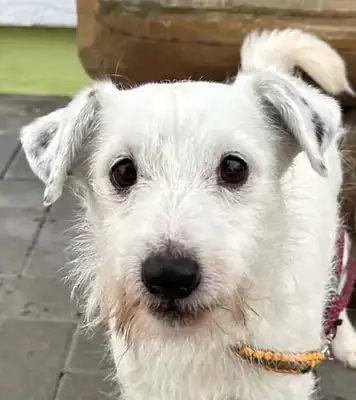 Max – Hund – Bild 10
