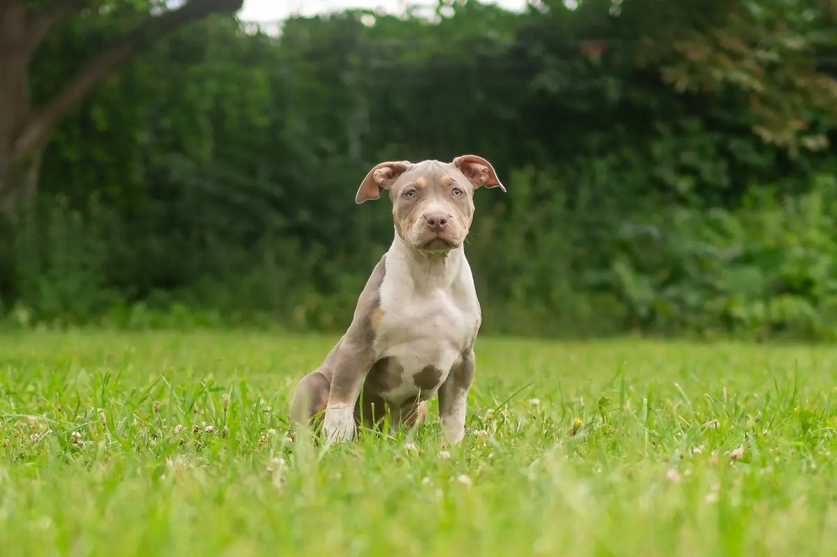 Lia - American Staffordshire Terrier - Bild 6