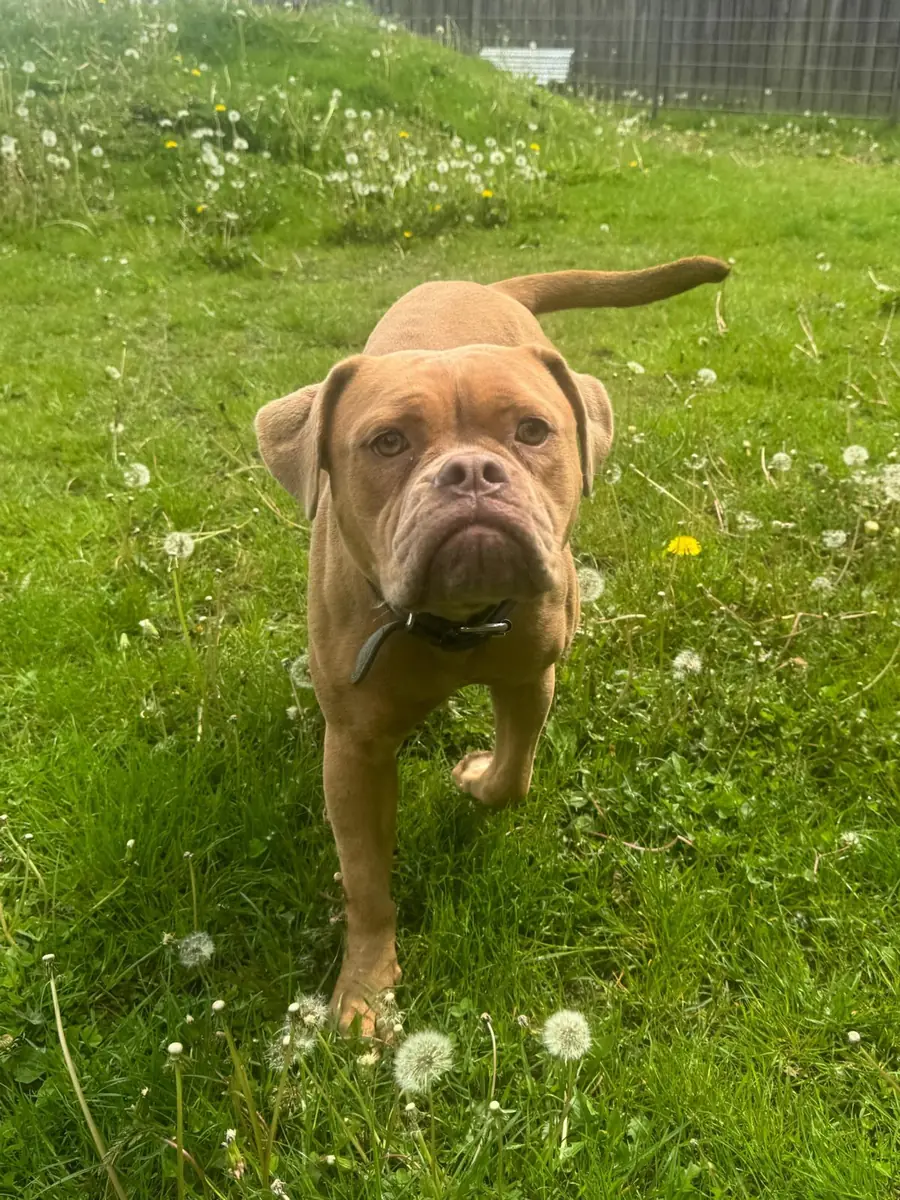 Emmy - Englische Bulldogge - Bild 2