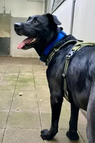 Yoshi - Labrador Retriever - Bild 8