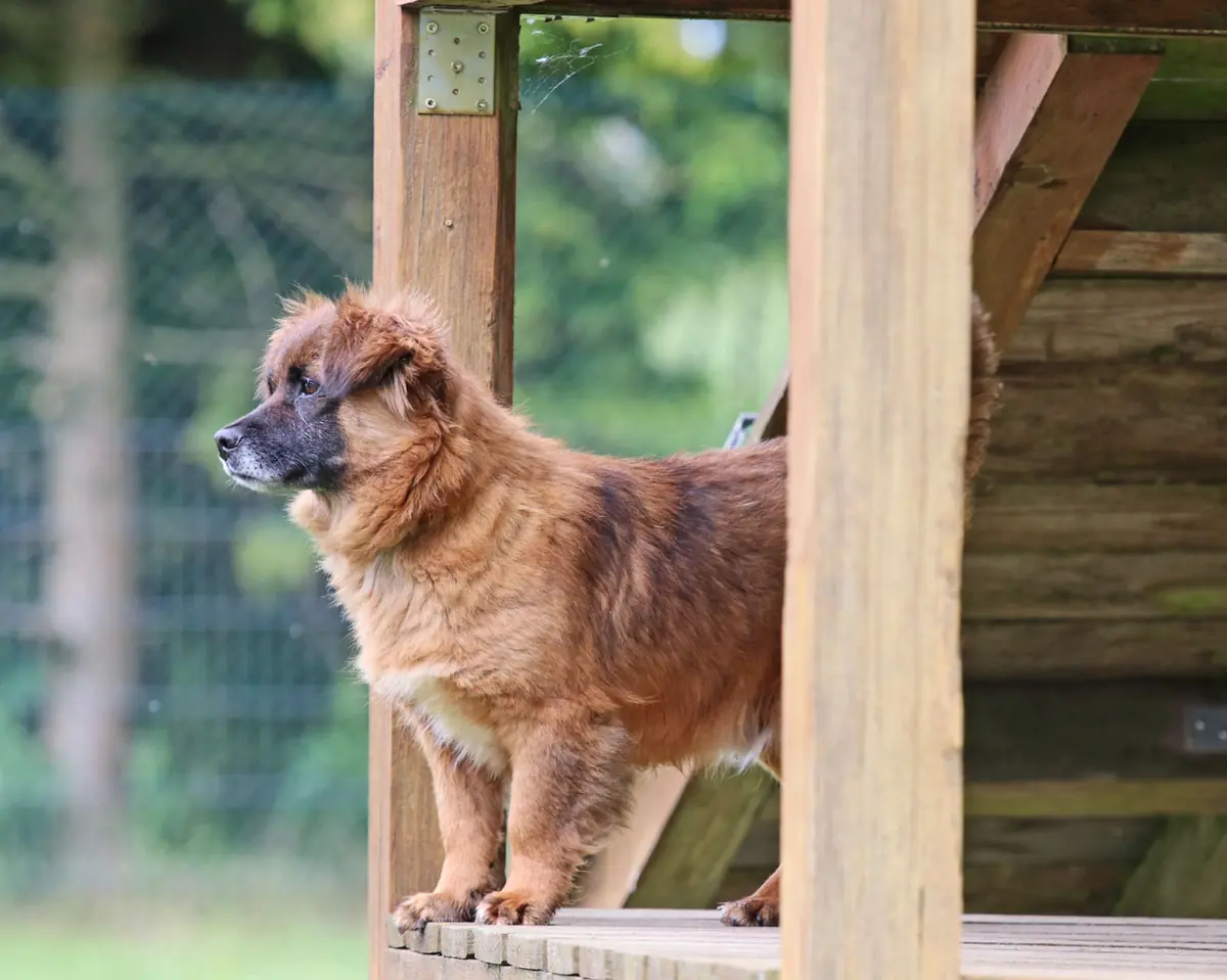 Gino -  - Bild 4