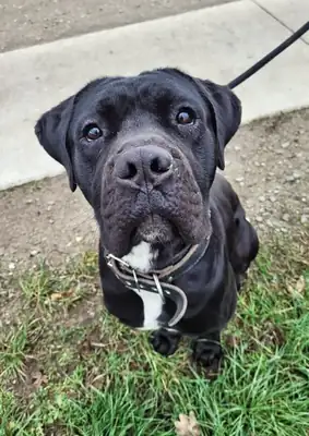 Vito – Cane Corso Italiano – Bild 2
