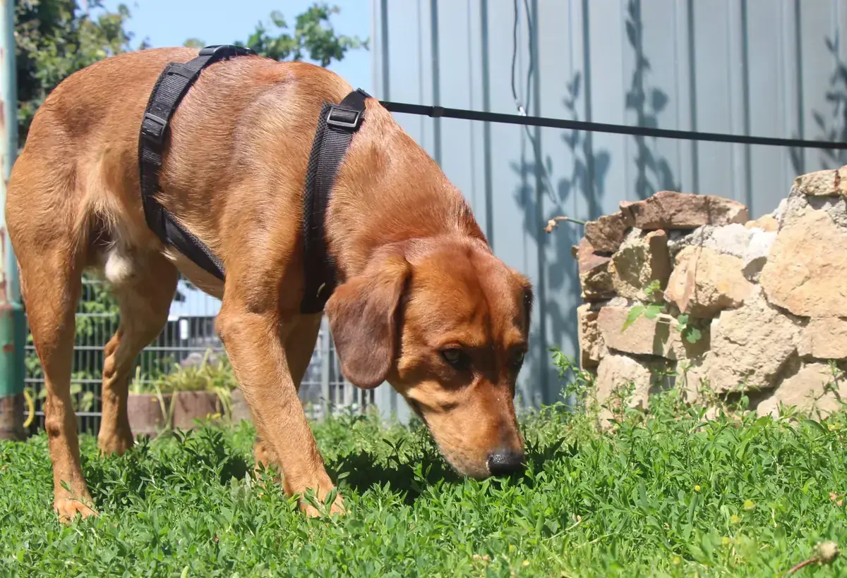 Chase -  - Bild 6
