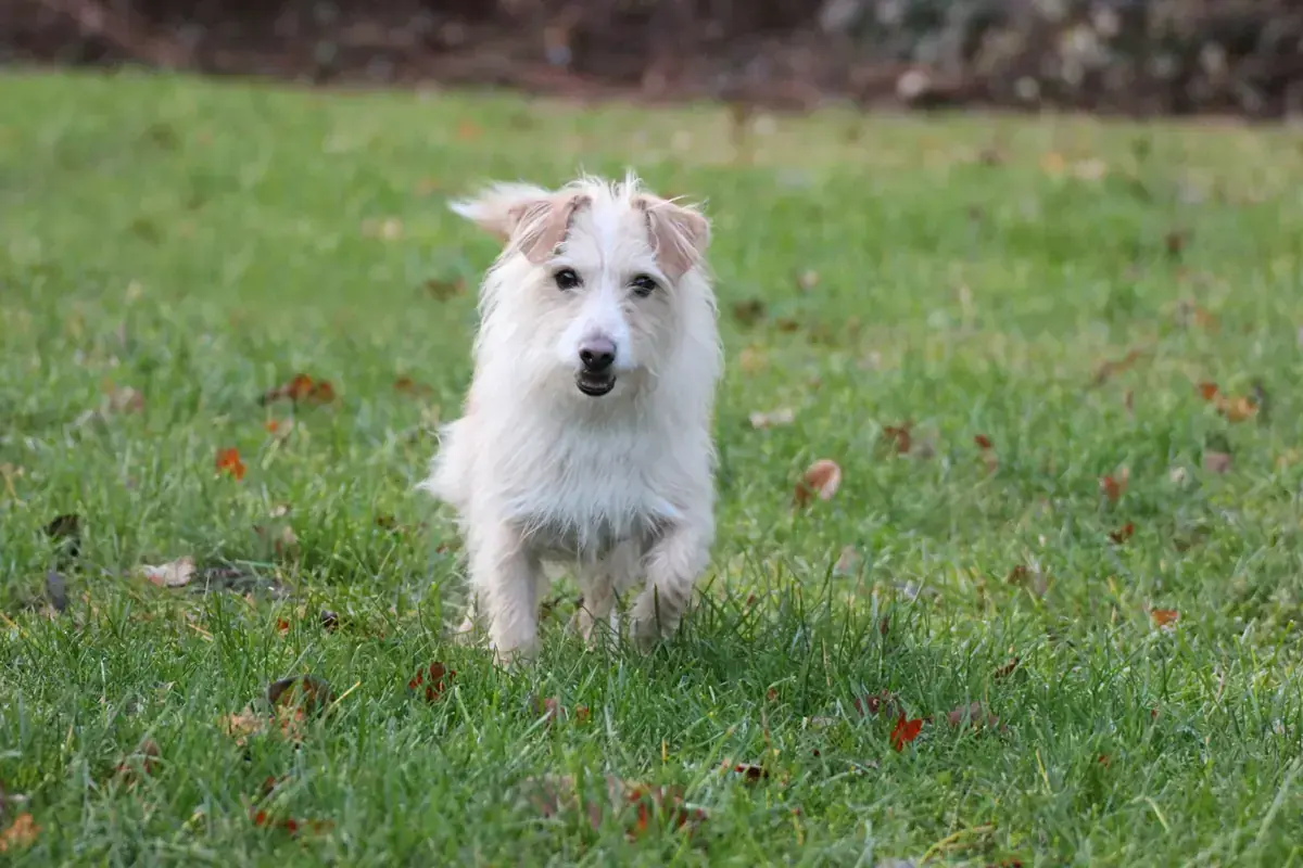 Odin -  - Bild 2