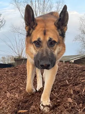 Buddy - Deutscher Schäferhund, Kangal-Hirtenhund, Zentralasiatischer Owtscharka, Do Khyi - Bild 3