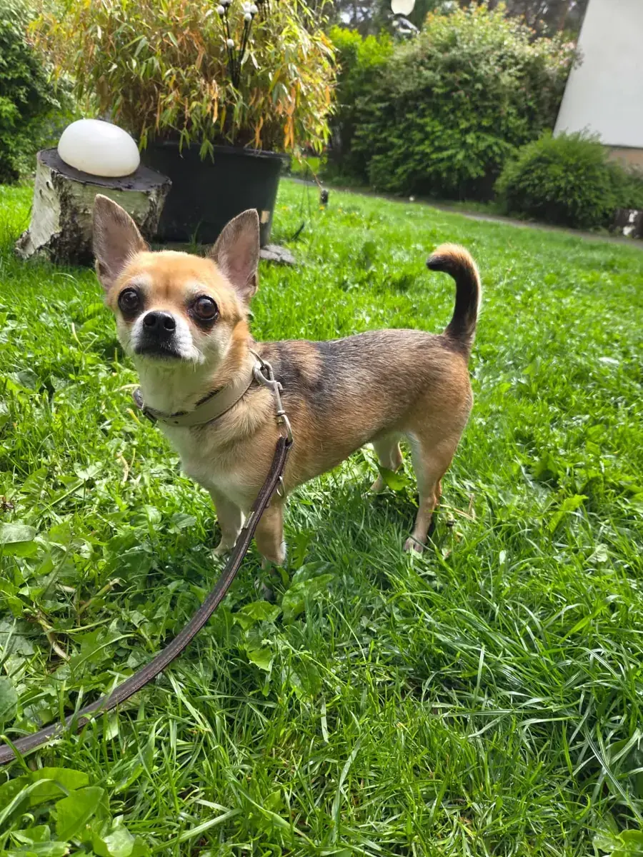 Fenja - Chihuahua - Bild 1