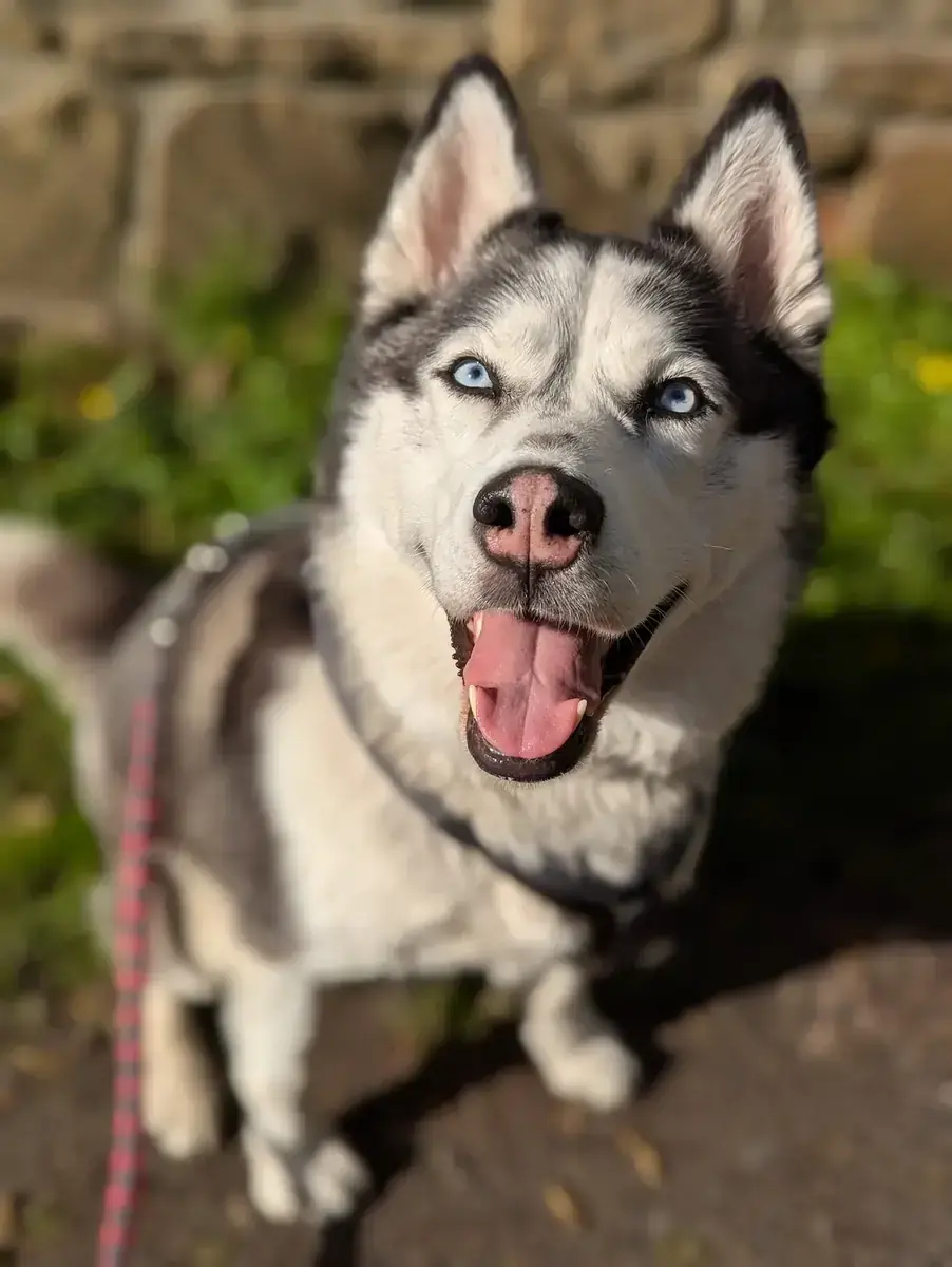 Honey - Siberian Husky - Bild 1