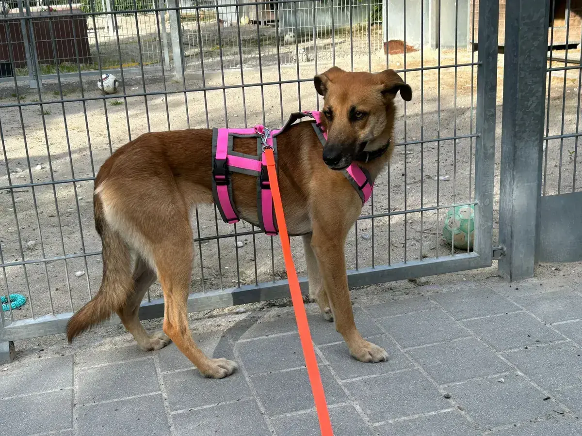 Mina - Deutscher Schäferhund - Bild 4