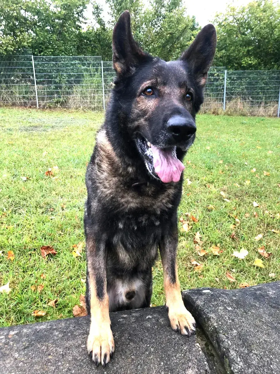 Ricco - Deutscher Schäferhund - Bild 4