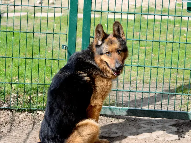 Dex - Deutscher Schäferhund - Bild 6