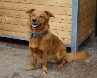 Hund Tassilo